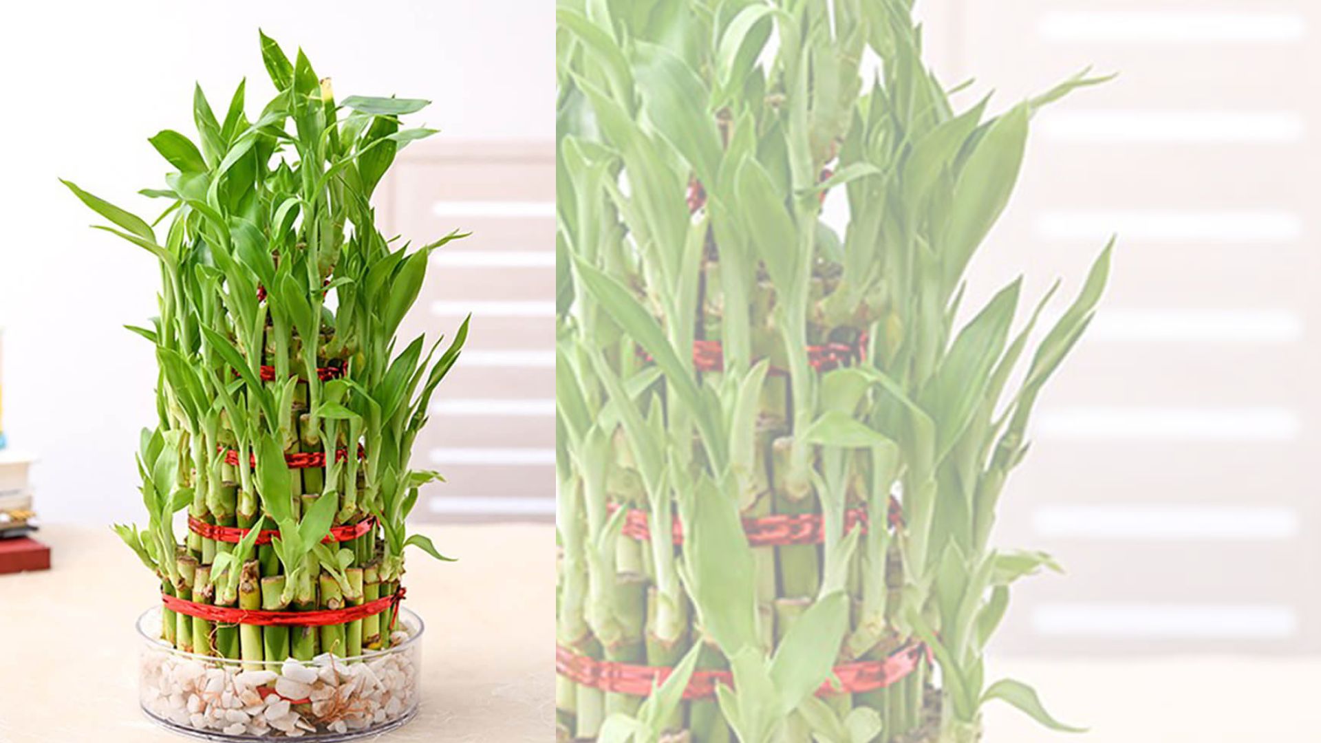 Ý nghãi phong thủy của Cây Phát Tài